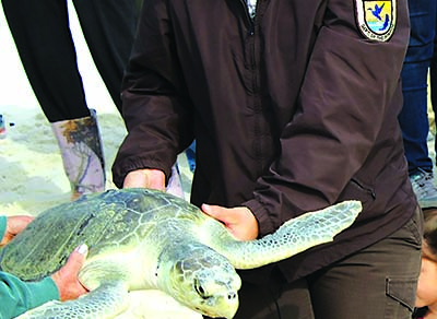 Gulfarium C.A.R.E. Center Successfully Releases Five Rehabilitated