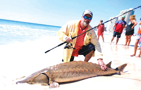 Angler lands rare sturgeon while surf fishing in Orange Beach -