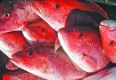 Alabama’s Red Snapper season opens May 27