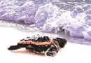 It is officially sea turtle nesting season, please help protect our wildlife