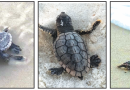 Perdido Key celebrates first sea turtle hatch of season